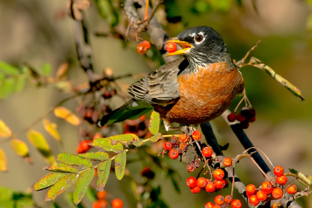 American Robin. Photo by Paul Reeves Photograph, Shutterstock.