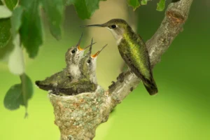 Ruby-throated Hummingbird female feeding chicks. Photo by Agnieszka Bacal, Shutterstock.