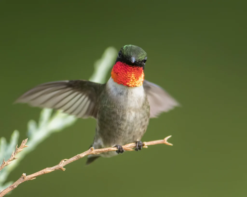 Ruby-throated Hummingbird male perched on thin twig with wings up. Photo by Larry Master, masterimages.org.