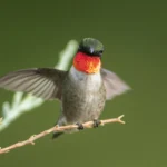 Ruby-throated Hummingbird male perched on thin twig with wings up. Photo by Larry Master, masterimages.org.
