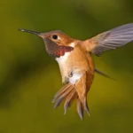 Rufous Hummingbird. Photo by Tim Zurowski, Shutterstock.