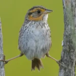 2025 U.S. State of the Birds Report Addresses Conservation Needs Across Habitats and Species