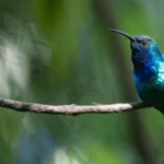 New Research Reveals Habitat, Range, and Behavior of Recently Rediscovered Hummingbird Species
