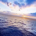 Sea birds fly over an ocean at sunsent.