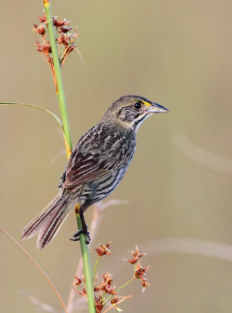 Seaside Sparrow, Cape Sable subspecies. Photo by Andrew Spencer, Macaulay Library at the Cornell Lab of Ornithology.