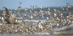 Post-election in U.S., American Bird Conservancy Promises Bold Action for Birds