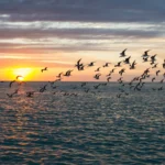 Announcing American Bird Conservancy's 2024 Conservation and Justice Fellows