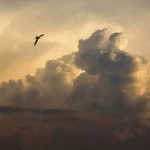 For Birds, the Sky Isn't Just Empty Airspace. It's Habitat.