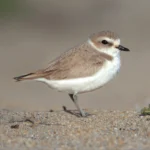 Newest (and Last) Joint Venture Boosts Prospects for Threatened California Birds and Other Wildlife