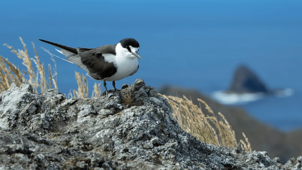 New Research: As “Connector Species,” Birds Are Essential to the Health of Both Islands and Oceans
