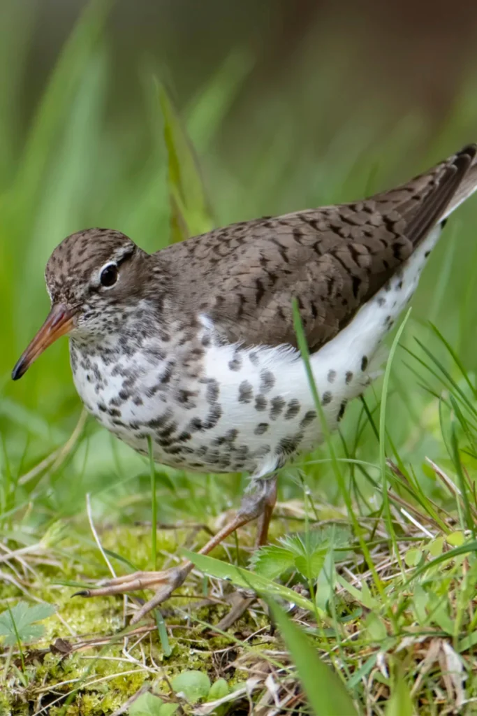 Spotted Sandpiper. Photo by Larry Master, masterimages.org.