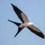 Benefiting Kites and Much More: Forest Companies, Conservation Groups, and Researchers Join Forces to Inform Sustainable Forest Management and Identify Potential Enhancements