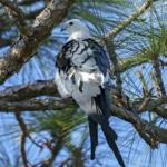 Swallow-tailed Kite sitting in tree. Photo by Larry Master, masterimages.org