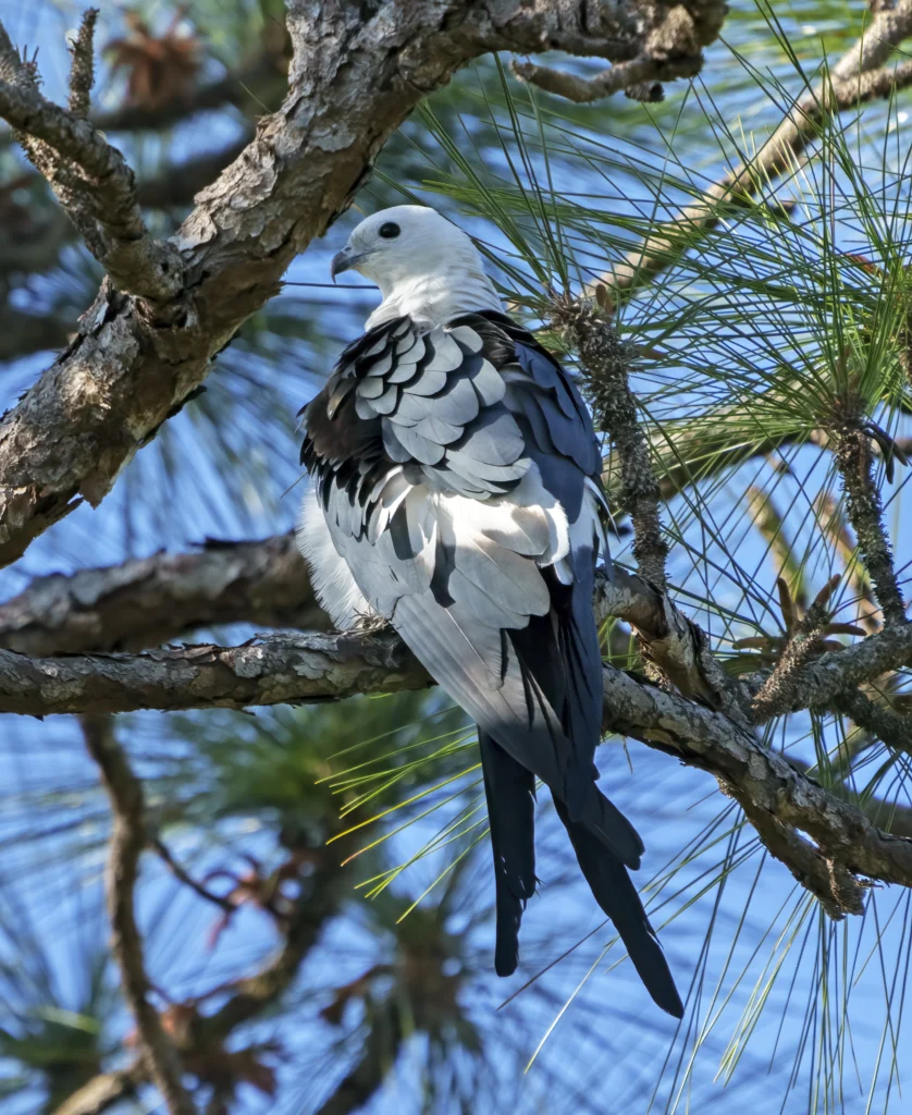 Swallow-tailed Kite sitting in tree. Photo by Larry Master, masterimages.org