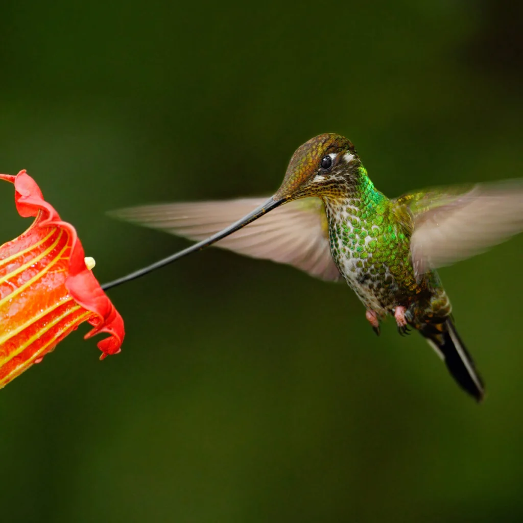 Sword-billed Hummingbird feeding by Ondrej Prosicky, Shutterstock