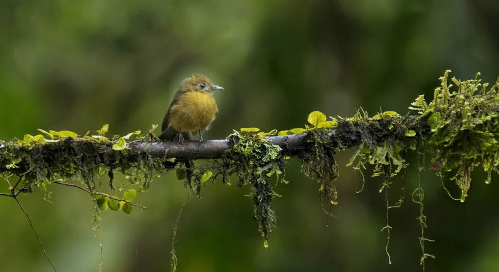 Tawny-breasted Flycatcher perched on mossy branch. Photo by Owen Deutsch.