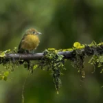 Tawny-breasted Flycatcher perched on mossy branch. Photo by Owen Deutsch.