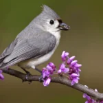 A Tufted Titmouse perches on redbud, a flowering tree native to eastern North America. Photo by Michael G. Mill/Shutterstock.