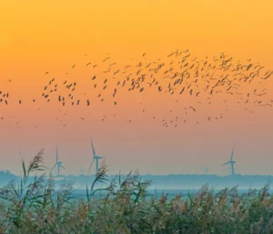 Wind Turbines with bird migrating at sunset