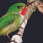 ABC Birding: Holywell Recreation Area, Jamaica