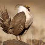 Senate Drops Rider Exempting Greater Sage-Grouse from Endangered Species Act
