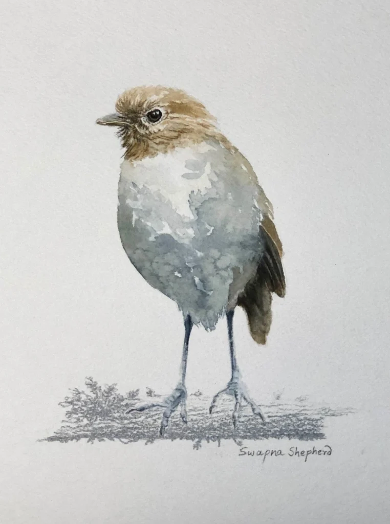 Urrao Antpitta watercolor by 2022 Resident Artist Swapna Shepherd
