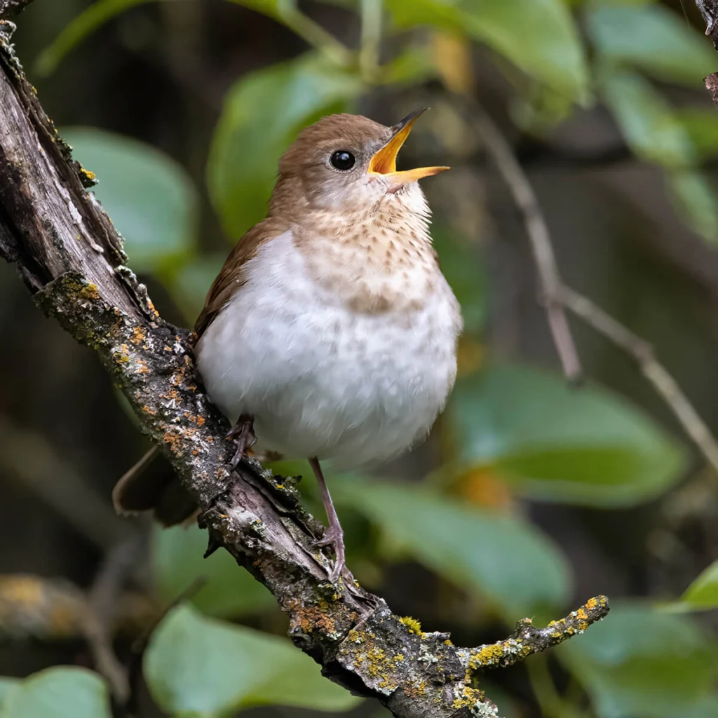 Veery singing by Mason Maron, Macaulay Library at the Cornell Lab of Ornithology