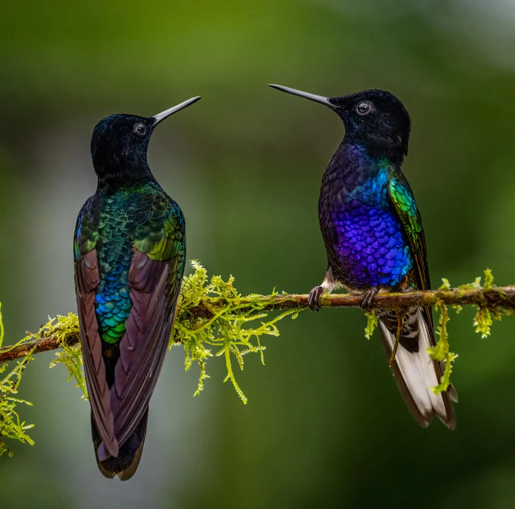 Velvet-purple Coronets by Owen Deutsch, www.owendeutsch.com