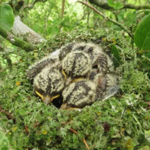 Vermilion Flycatcher nestlings by Gabriel Martin Celedon, Macaulay Library at the Cornell Lab of Ornithology