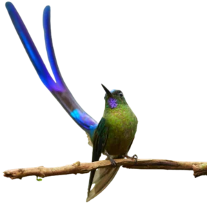 Violet-tailed Slyphc on a branch