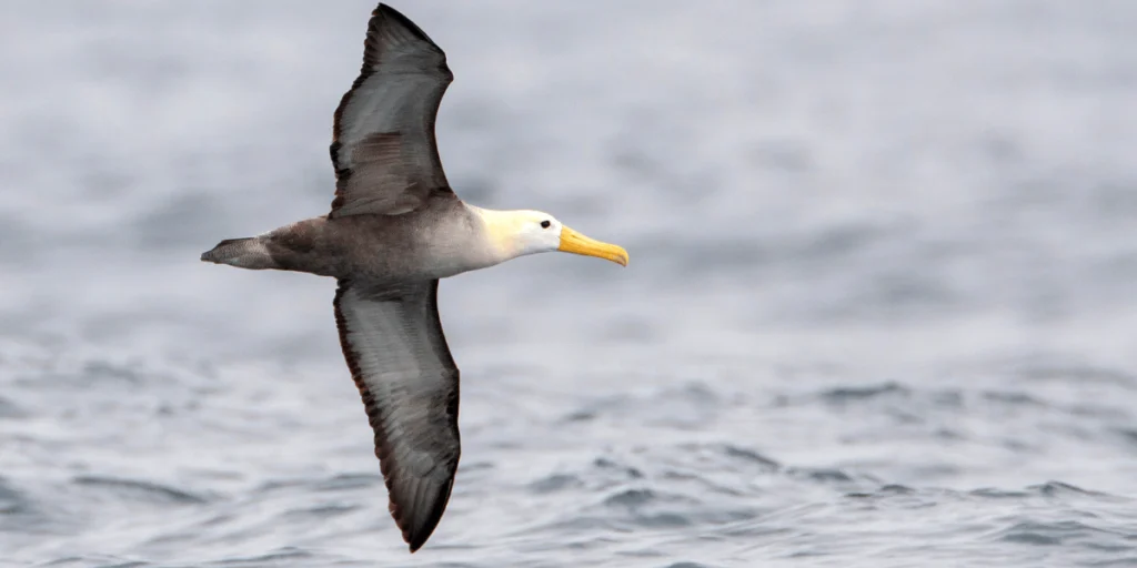 Two Bipartisan Bird Conservation Bills Introduced to Strengthen Bird Protections