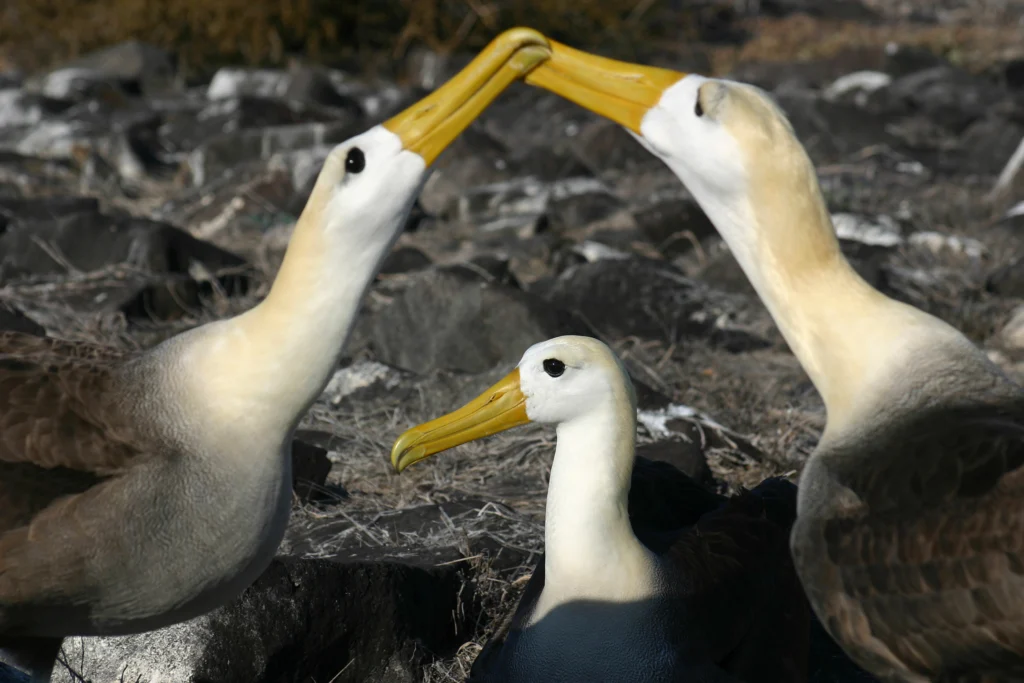 Waved Albatross on rocky shore. Two with beaks touching and another in the middle. Photo by Matt Tilghman, Shutterstock.