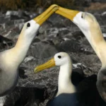 Waved Albatross on rocky shore. Two with beaks touching and another in the middle. Photo by Matt Tilghman, Shutterstock.