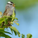 New California State Law To Require Pesticide Transparency for Growers