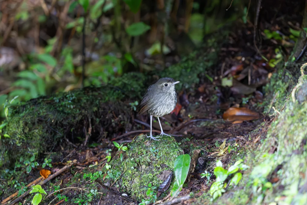 The Cundinamarca Antpitta is endemic to Colombia and only found in wet montane forest with thick understory within a small region along the Andes' eastern slope.