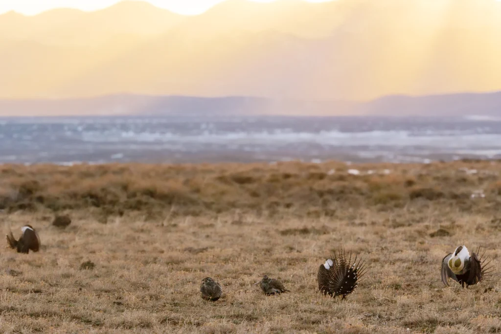 Greater Sage-Grouse need large tracts of sagebrush steppe of the western U.S. and Canada, but that habitat is being fragmented and disappearing.