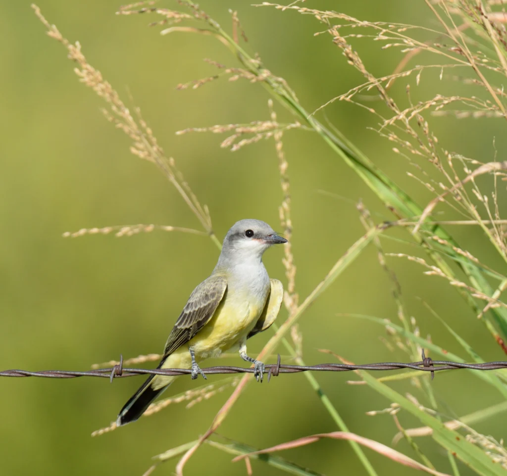 Western Kingbird perched on thin branch. Photo by max voran, Shutterstock.