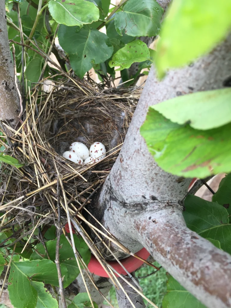 Western Kingbird nest and eggs. Photo by K Dean Edwards, Macaulay Library at the Cornell Lab of Ornithology