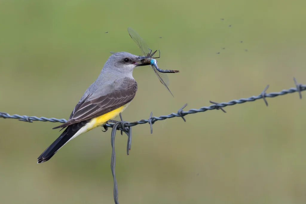 Western Kingbird with Giant Darner Dragonfly. Photo by Hayley Crews, Shutterstock.