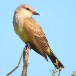 Western Kingbird. Photo by Greg Homel, Natrual Elements Productions.