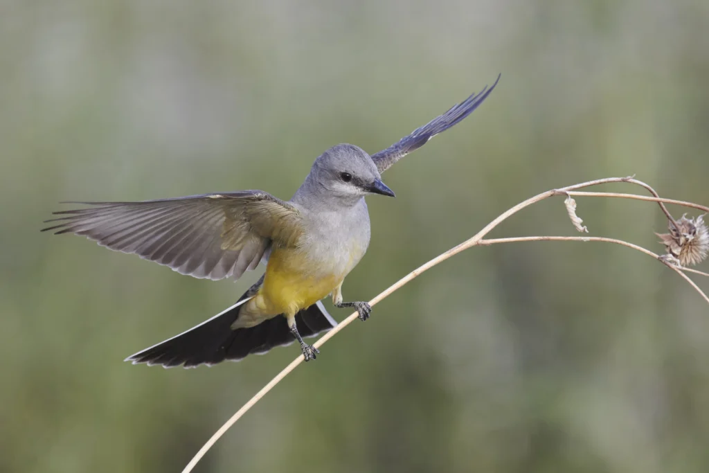 Western Kingbird with wings up. Photo by Sharif Uddin, Macaulay Library at the Cornell Lab of Ornithoogy.