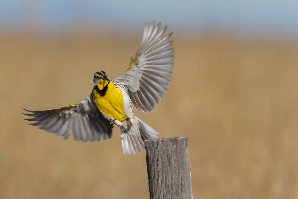 Western Meadowlark landing. M. Leonard Photography, Shutterstock.