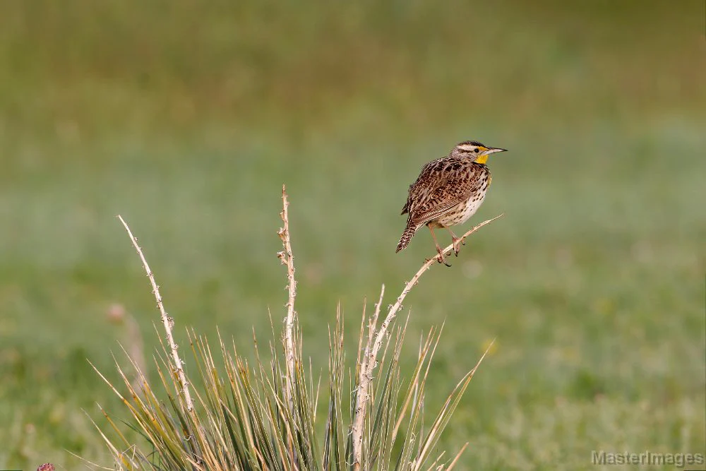 Western Meadowlark perched on large bush stem. Photo by Larry Master, masterimages.org.