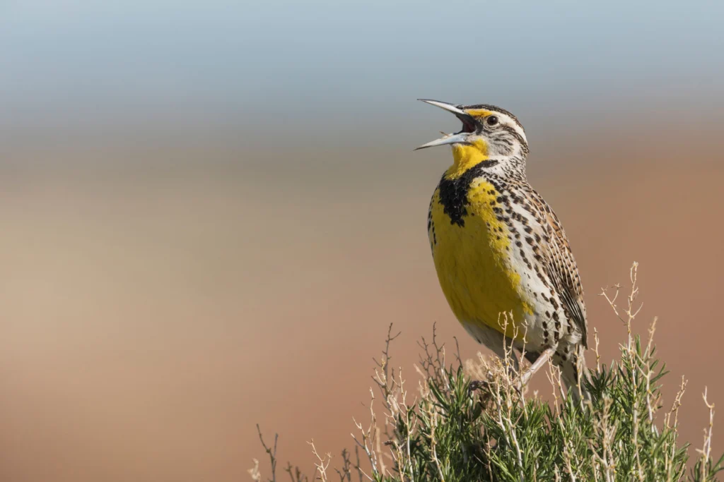 Western Meadowlark singing. Photo by Danita Delimont, Shutterstock.