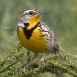 Western Meadowlark. Photo by vagabond54, Shutterstock.