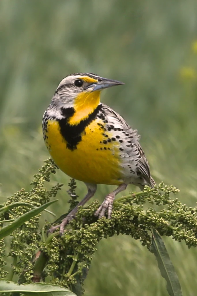 Western Meadowlark. Photo by vagabond54, Shutterstock.