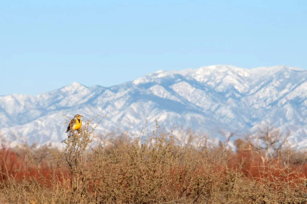 Sweeping grasslands, prairies, and meadows provide habitat for the Western Meadowlark on its breeding and nonbreeding grounds.