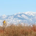 Sweeping grasslands, prairies, and meadows provide habitat for the Western Meadowlark on its breeding and nonbreeding grounds.