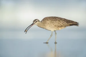 Whimbrel feeding. Photo by Dorian Anderson, Macaulay Library at the Cornell Lab of Ornithology.