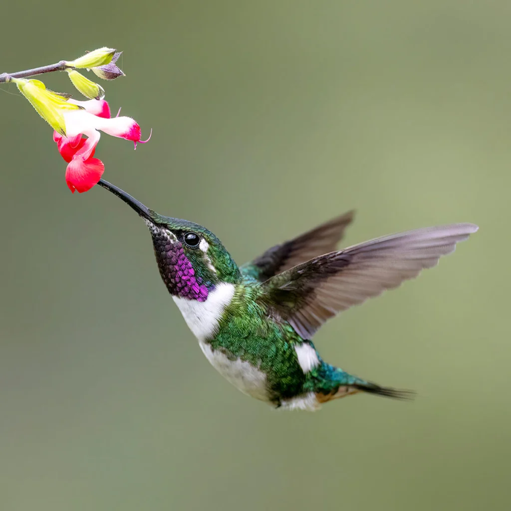 White-bellied Woodstar by Andres Vasquez Noboa, Macaulay Library at the Cornell Lab of Ornithology